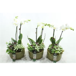 5594 X3 KER GREEN PHAL