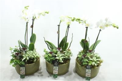 <h4>5594 X3 KER GREEN PHAL</h4>