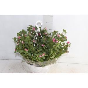 PORTULACA C21