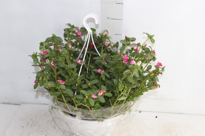 <h4>PORTULACA C21</h4>