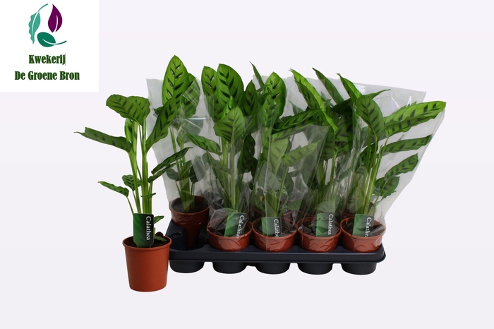 <h4>CALAT LEOPARDINA</h4>