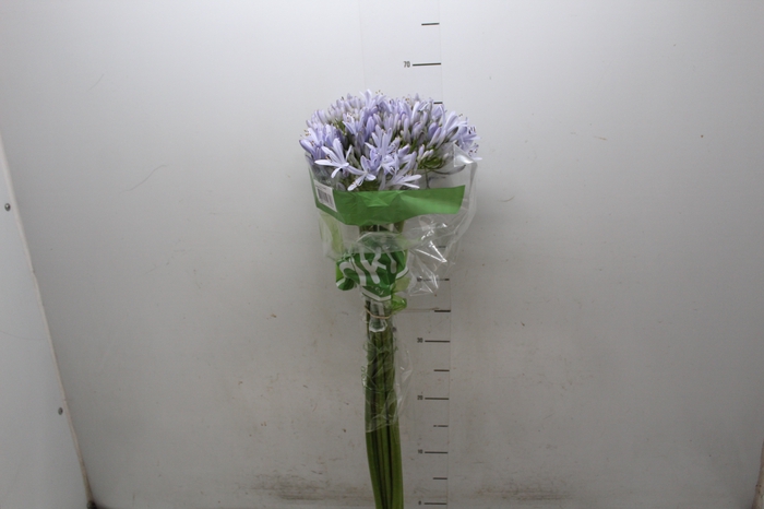 <h4>AGAPANTHUS LILAS</h4>