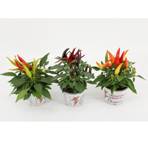 Capsicum Joker