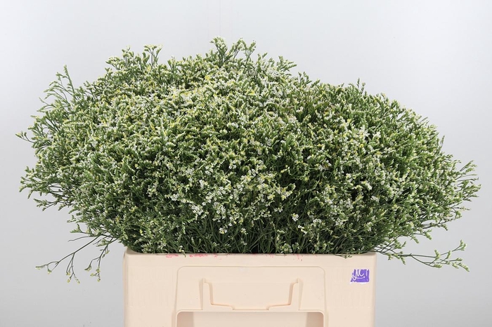 <h4>Lim Sin China White</h4>