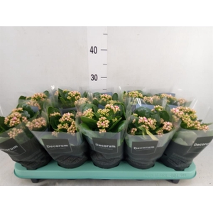 Kalanchoe blos. 'Serenity Softpink'