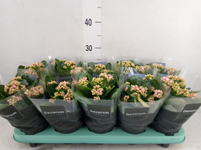 <h4>Kalanchoe blos. 'Serenity Softpink'</h4>