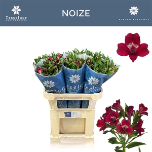 Alstroemeria Noize 60gr