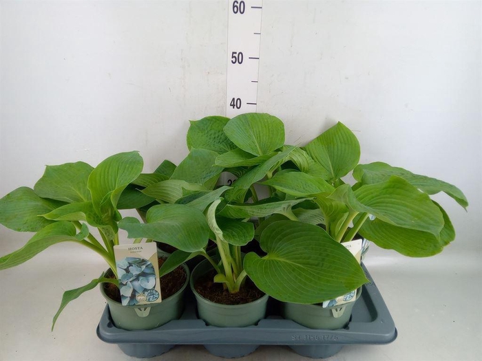 <h4>Hosta   ...</h4>