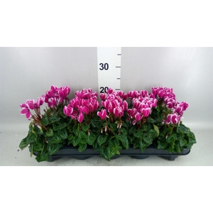Cyclamen KL 'Compact Fuji'