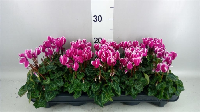<h4>Cyclamen KL 'Compact Fuji'</h4>