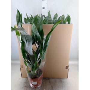 Aechmea fasciata 'Prontoo'