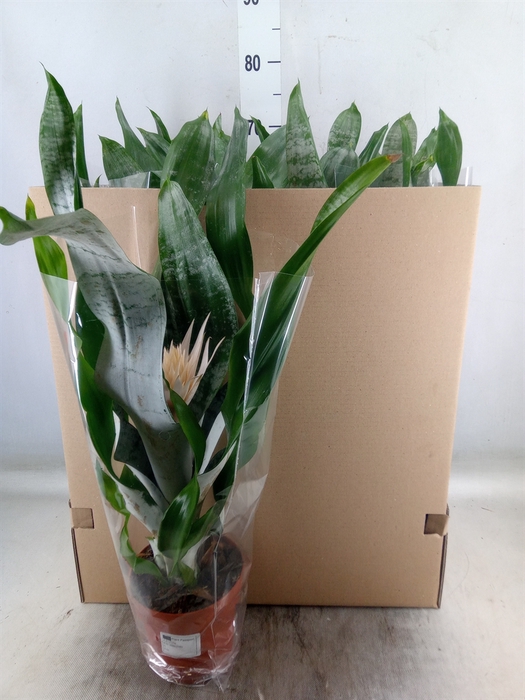 <h4>Aechmea fasciata 'Prontoo'</h4>