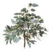 EUC. POPULUS BES   ATL