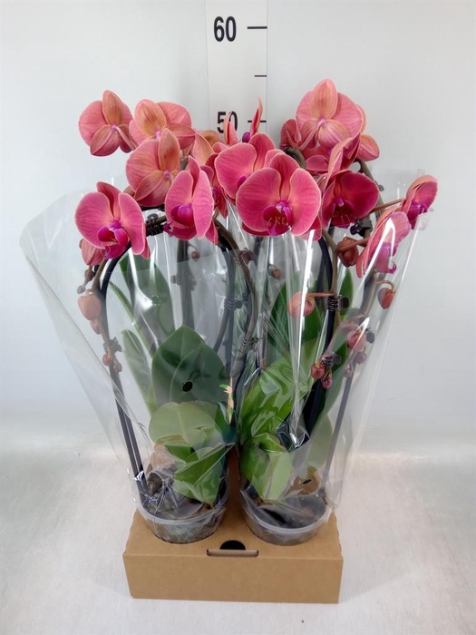 <h4>Phalaenopsis  'Elegant Cascade'</h4>