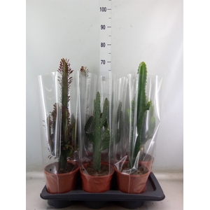 Cactus   ...mix  3