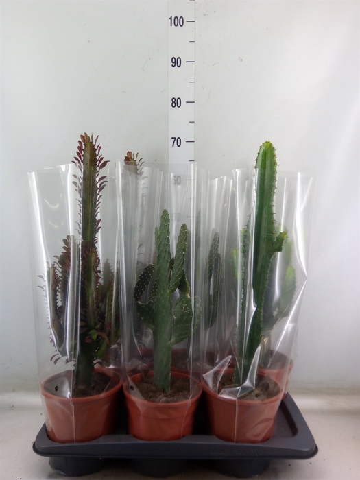 <h4>Cactus   ...mix  3</h4>