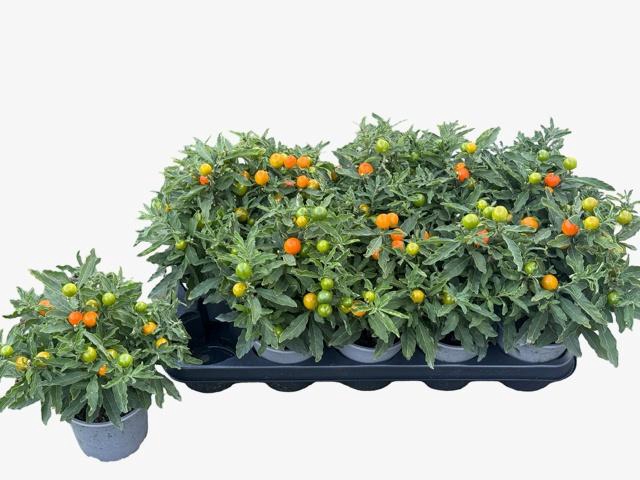 <h4>SOLAN PSEUDOCAPSIC</h4>