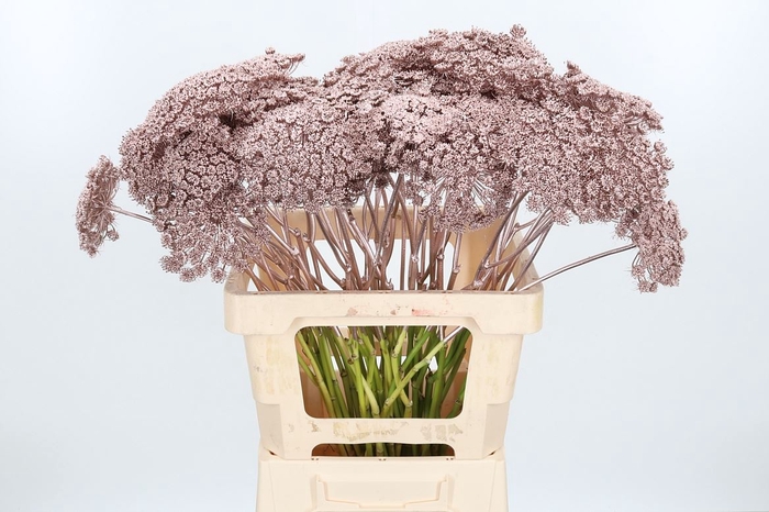 Ammi Zaad Kl Bh Champagne