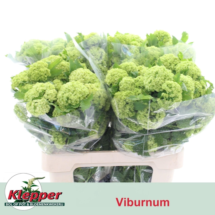 <h4>VIBURNUM ROSEUM ST</h4>