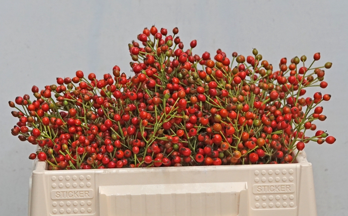 <h4>ROSA FAIR JEWEL</h4>