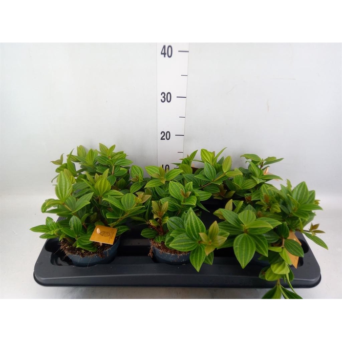 <h4>Peperomia</h4>