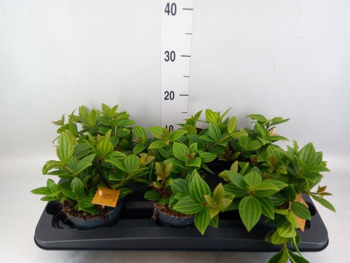<h4>Peperomia</h4>