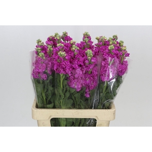 Matthiola Iron Hot Pink