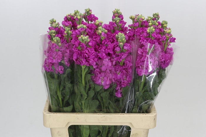 <h4>Matthiola Iron Hot Pink</h4>