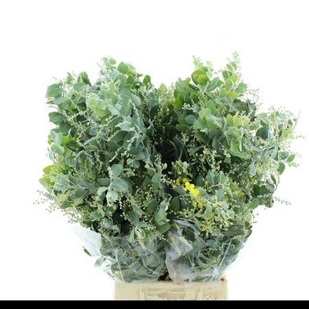 <h4>Acacia Bl Hambury Bs</h4>