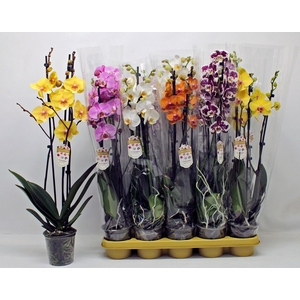 PHAL GEM