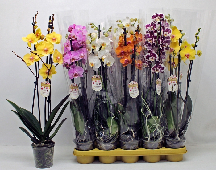 <h4>PHAL GEM</h4>