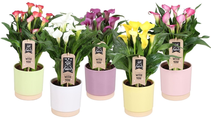 <h4>Zantedeschia gemengd</h4>