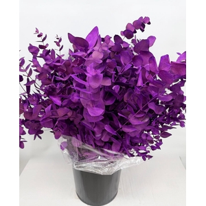 Euc. Cinerea Painted Violet