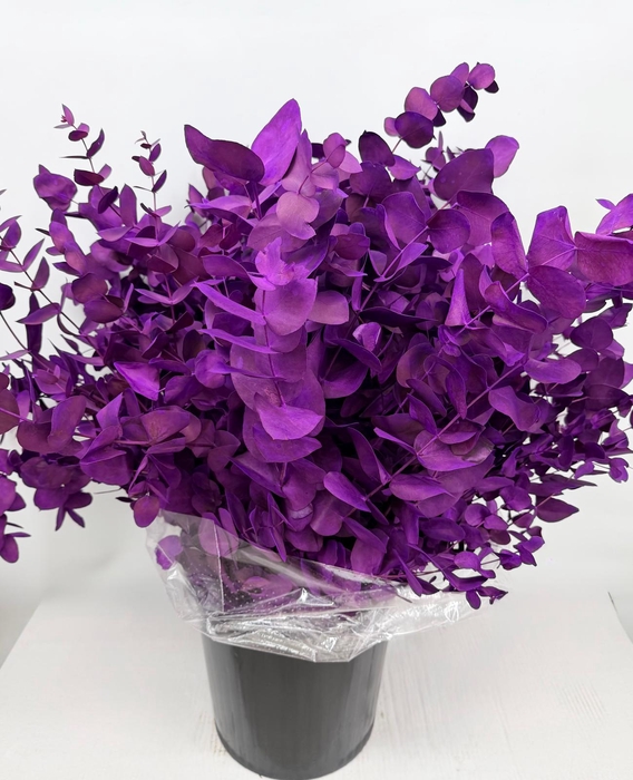 <h4>Euc. Cinerea Painted Violet</h4>
