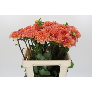 Dahlia Yvonne Geerlings