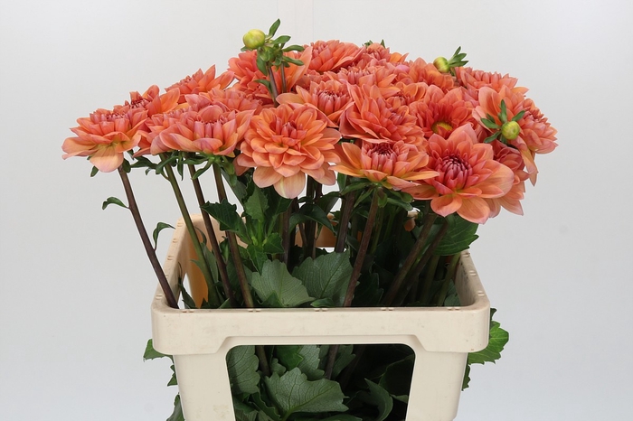 <h4>Dahlia Yvonne Geerlings</h4>