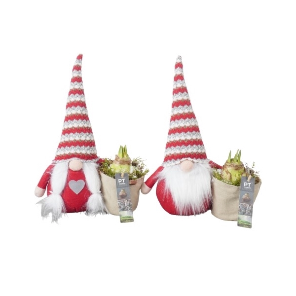 <h4>PTACH8256 Arrangement Amaryllis Kerst in stof gnoom</h4>