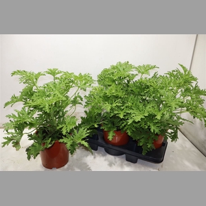 Pel Grav Lemon Tree