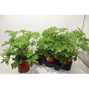 Pel Grav Lemon Tree