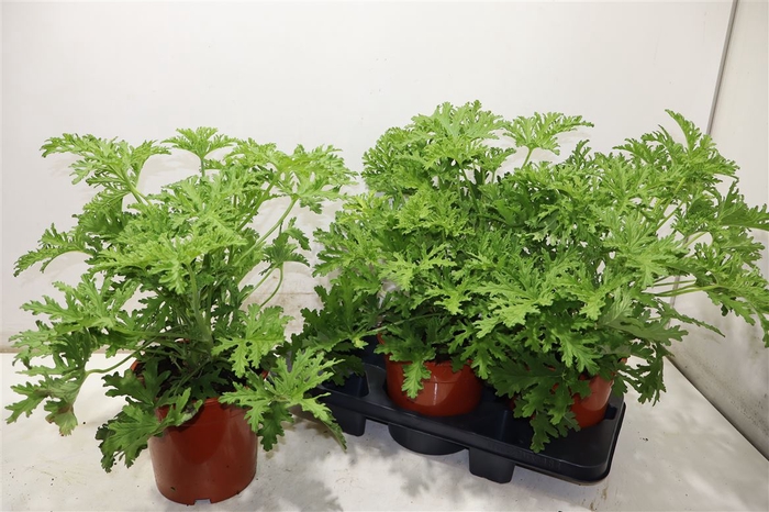 <h4>Pel Grav Lemon Tree</h4>