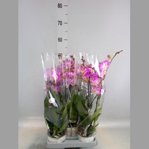 Phalaenopsis  'Sunca Pula'