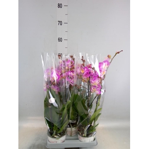 Phalaenopsis  'Sunca Pula'