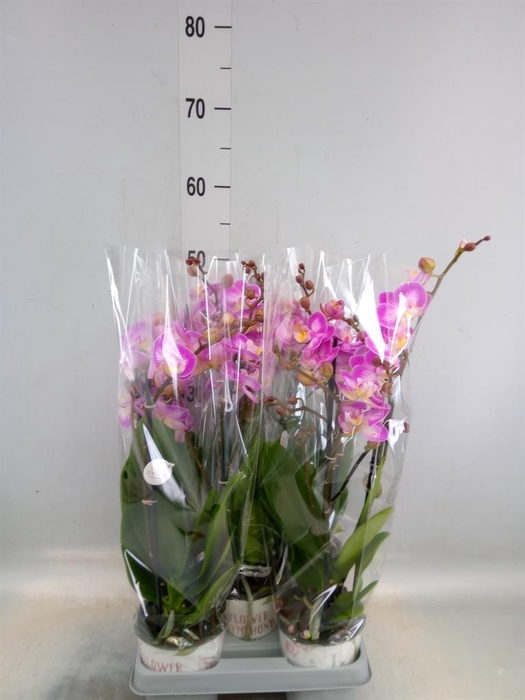 <h4>Phalaenopsis  'Sunca Pula'</h4>