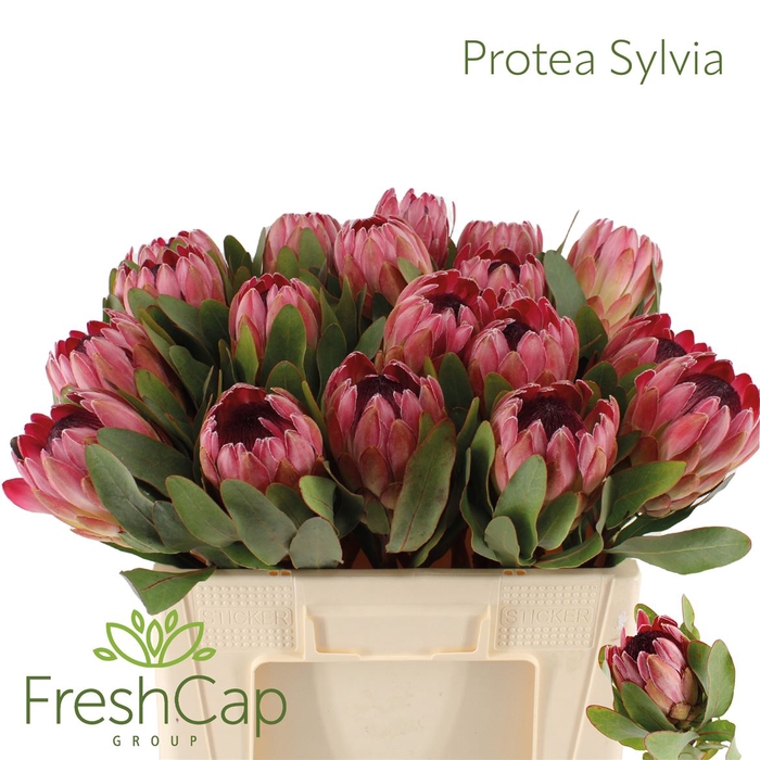 <h4># Protea Sylvia</h4>