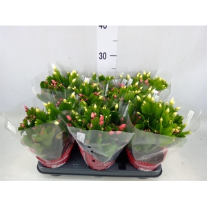 Schlumbergera   ...