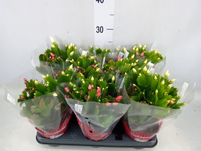 <h4>Schlumbergera   ...</h4>