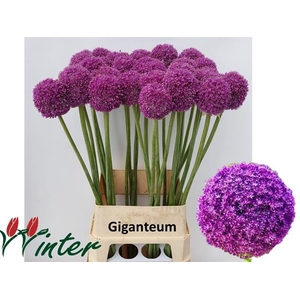 ALLIUM GIGANTEUM