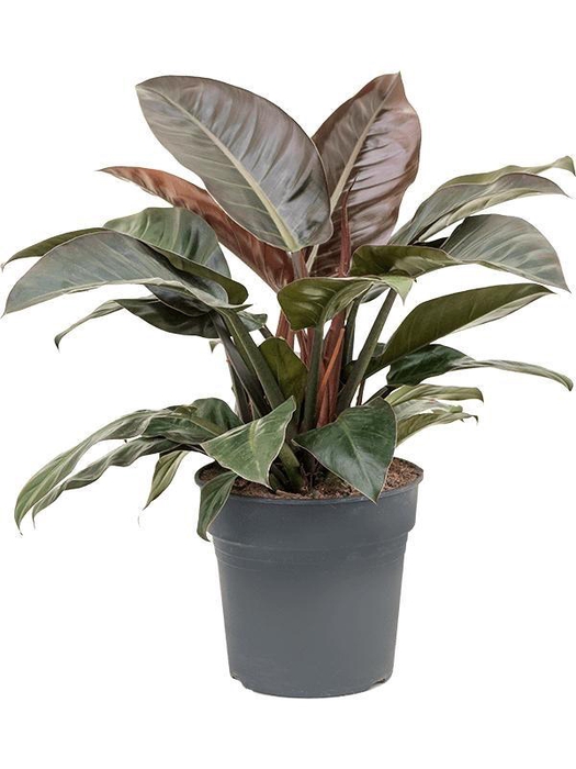 <h4>Philodendron 'Imperial Red'</h4>