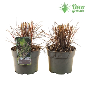 Miscanthus sinensis 'Purple Fall'®