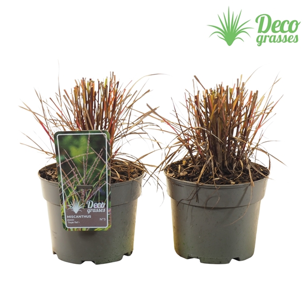 <h4>Miscanthus sinensis 'Purple Fall'®</h4>